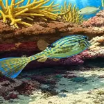 Peces de colores
