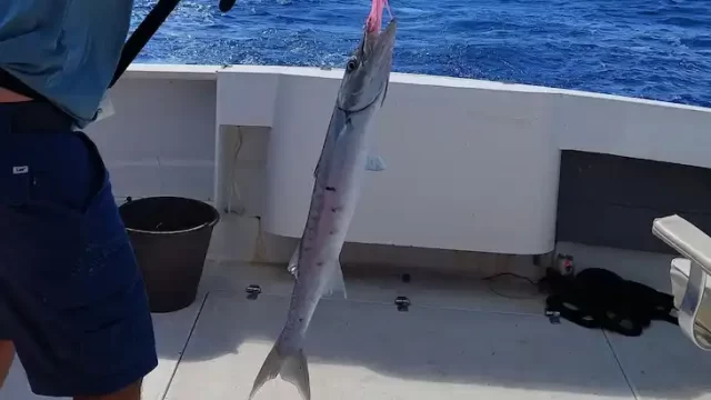 tour de pesca puerto morelos
