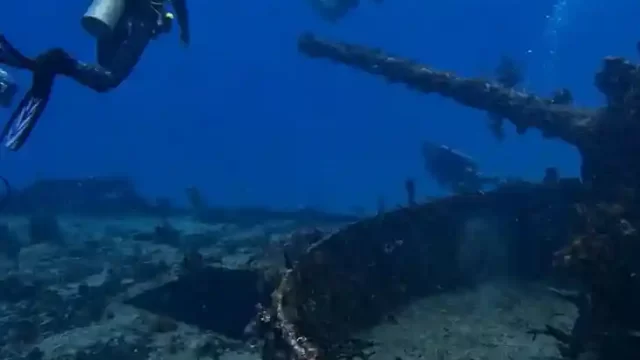 BUCEO EN ARRECIFE OM Delfin