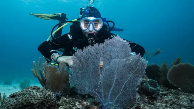 buceo arrecife