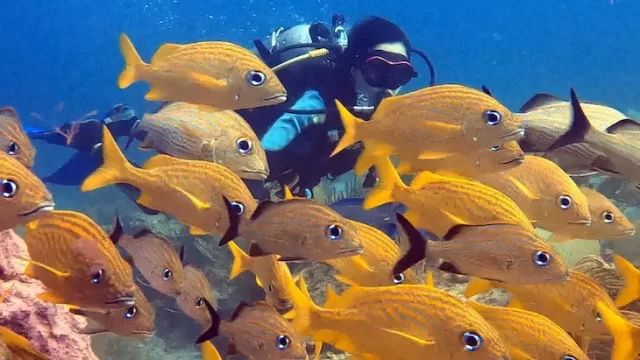 scuba public centro de buceo