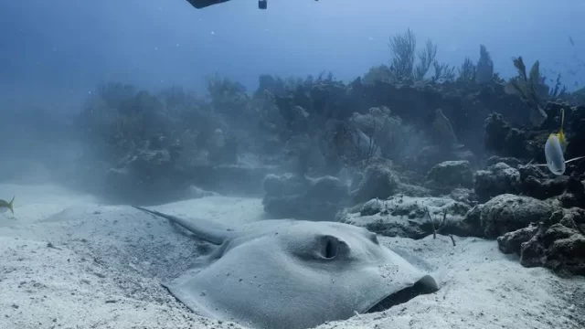 buceo puerto morelos