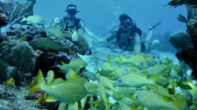 BUCEO EN ARRECIFE
