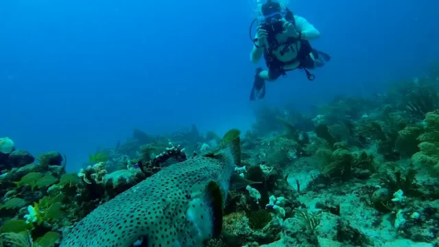 arrecife puerto morelos Bliss diving