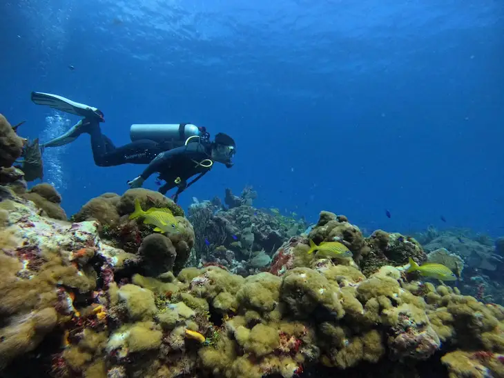 buceo puerto morelos