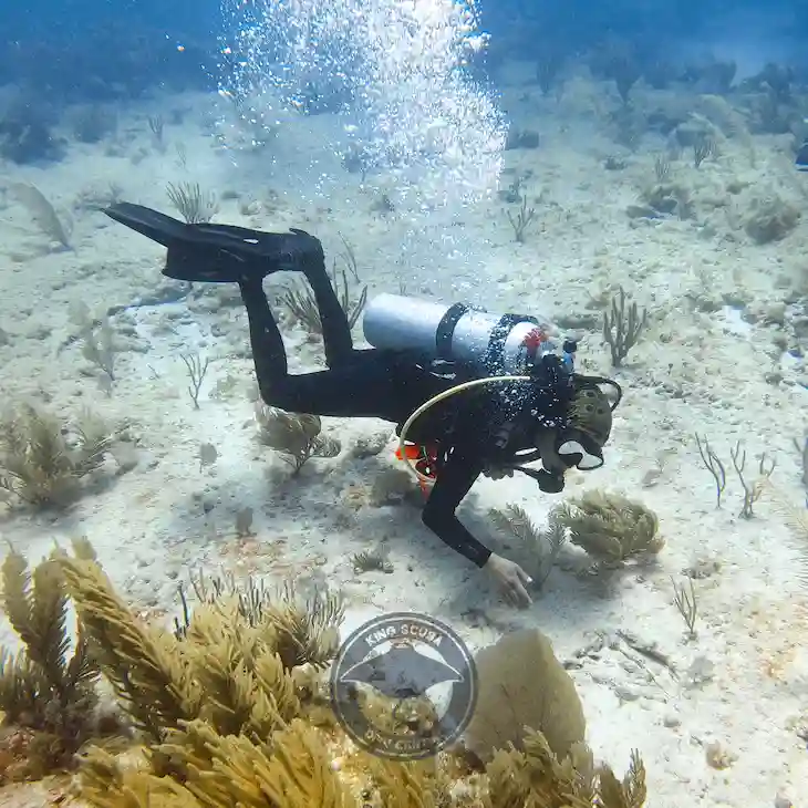 Hombre buceando en puerto morelos