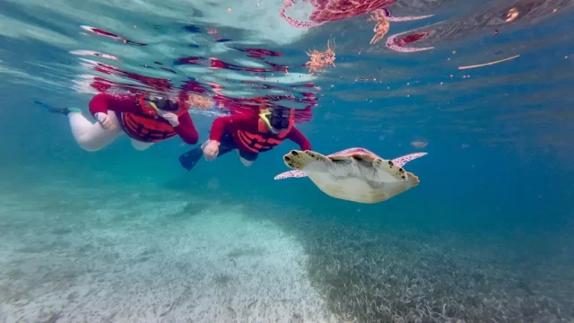 snorkel