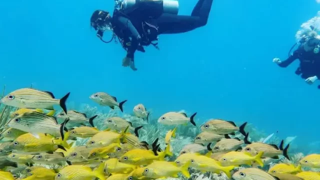 Wet Set Diving