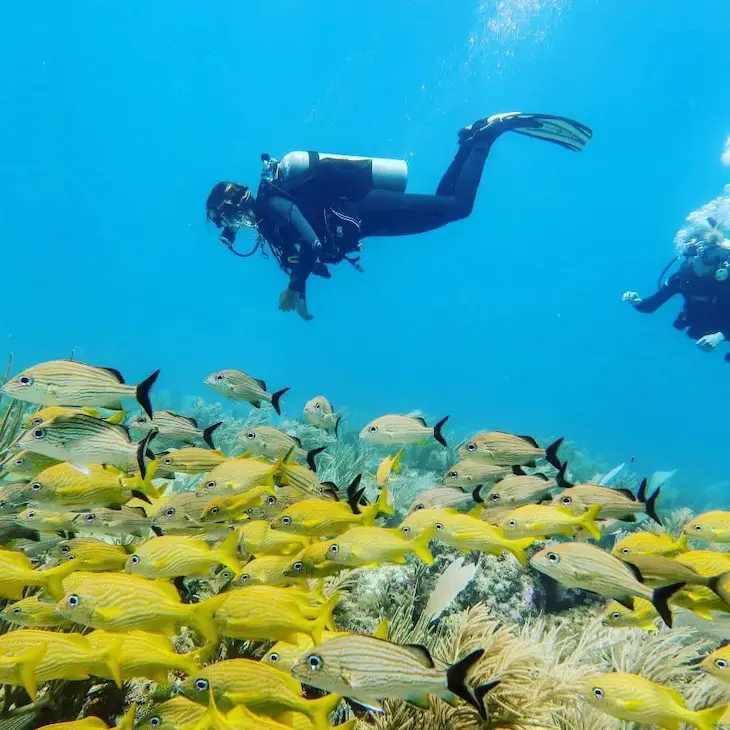 Wet Set Puerto Morelos – Centro de buceo PADI