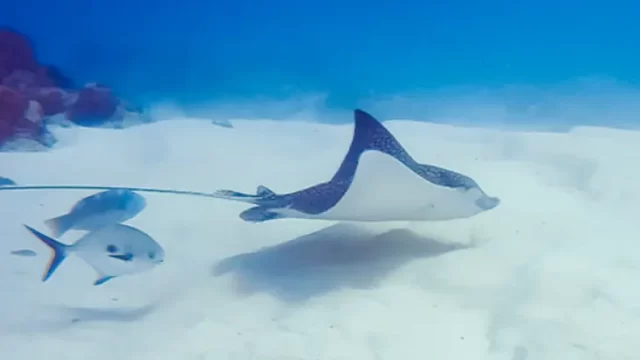 buceando con dive home