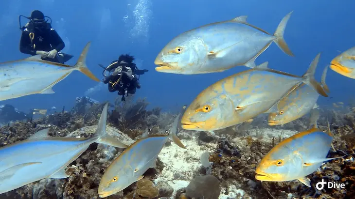buceo en arrecife