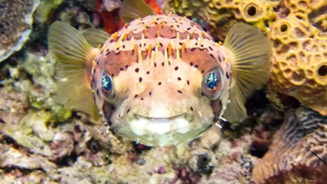 pez de colores