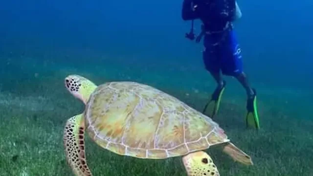 buceo