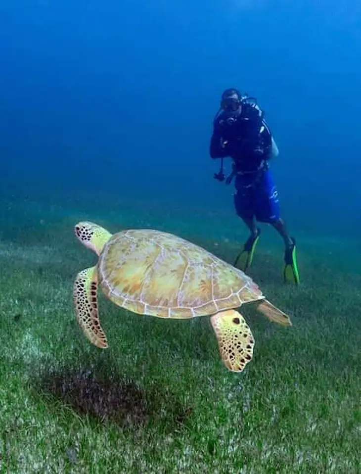buceo