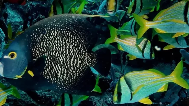 peces de colores en arrecife