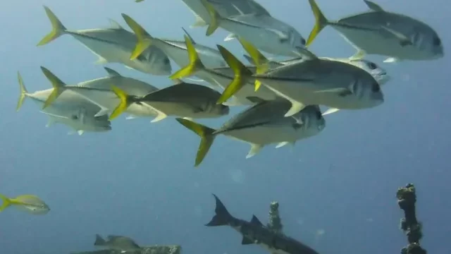 peces de colores