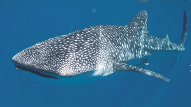 tiburon ballena